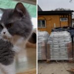 CP-2023-0235-34697890-thumb